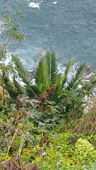 Phoenix canariensis image