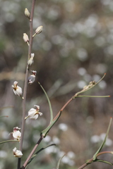 Streptanthus glandulosus albidus