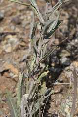 Streptanthus glandulosus albidus