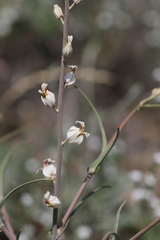 Streptanthus glandulosus albidus