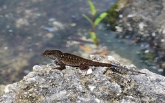 Anolis sagrei sagrei