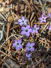 Gilia cana