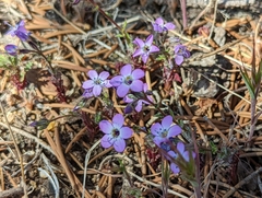 Gilia cana