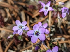 Gilia cana