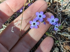 Gilia cana