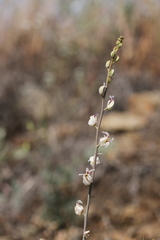 Streptanthus glandulosus albidus