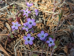 Gilia cana
