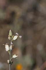 Streptanthus glandulosus albidus