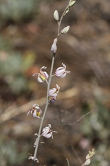 Streptanthus glandulosus albidus