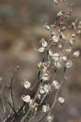 Streptanthus glandulosus albidus