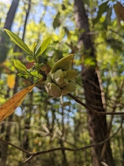 Exobasidium symploci