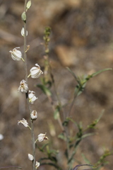 Streptanthus glandulosus albidus