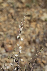 Streptanthus glandulosus albidus
