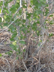 Schaefferia cuneifolia