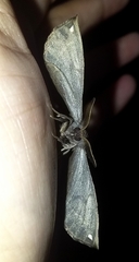 Noctuoidea