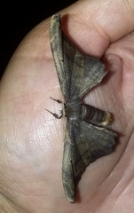 Noctuoidea