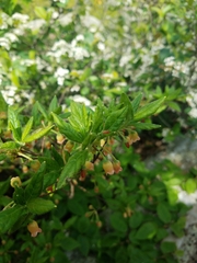 Rhododendron pilosum