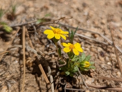 Pentachaeta fragilis