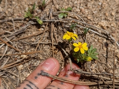 Pentachaeta fragilis