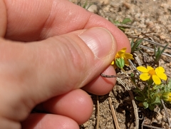 Pentachaeta fragilis