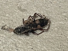 Phoracantha semipunctata