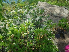 Rhododendron pilosum