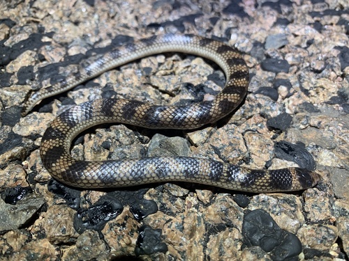 Photo of a Northern Shovel-nosed Snake (Brachyurophis roperi)