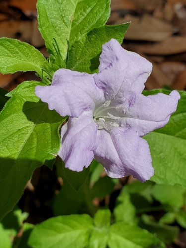 Ruellia caroliniensis image
