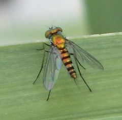 Condylostylus graenicheri