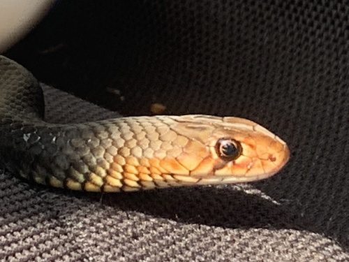 Photo of a Black Whip Snake (Demansia vestigiata)