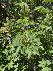 Aesculus californica