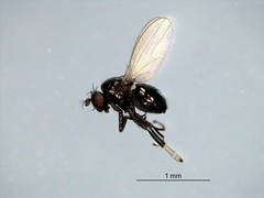 Diptera