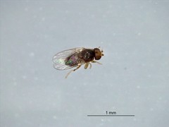 Diptera