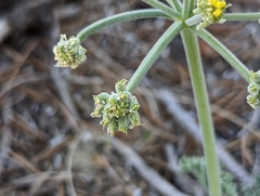 Lomatium mohavense