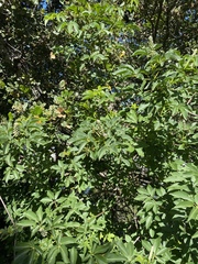 Aesculus californica