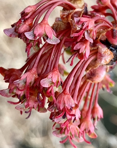 Another photo of Red Maple