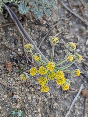 Lomatium mohavense