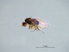 Diptera