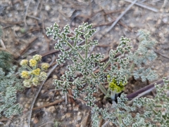 Lomatium mohavense