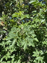 Aesculus californica