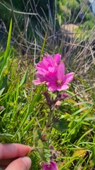Sidalcea calycosa