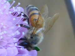 Apis mellifera