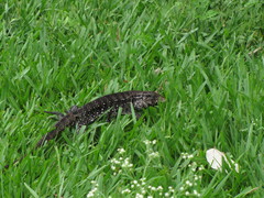 Salvator merianae