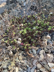 Senecio cerberoanus