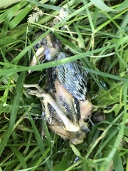 Turdus merula