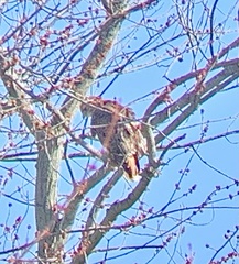 Buteo jamaicensis