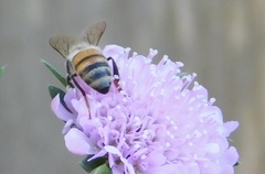 Apis mellifera