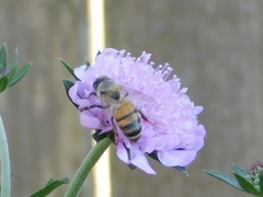 Apis mellifera