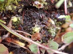 Fossombronia longiseta