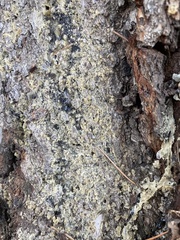 Chrysothrix candelaris